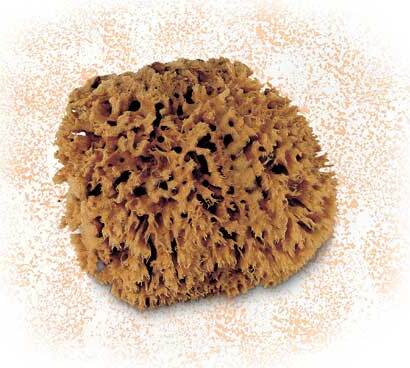 CINGHIALE---SPUGNA-MARINA-NATURALE-PICCOLA-PER-EFFETTO-SPUGNATO