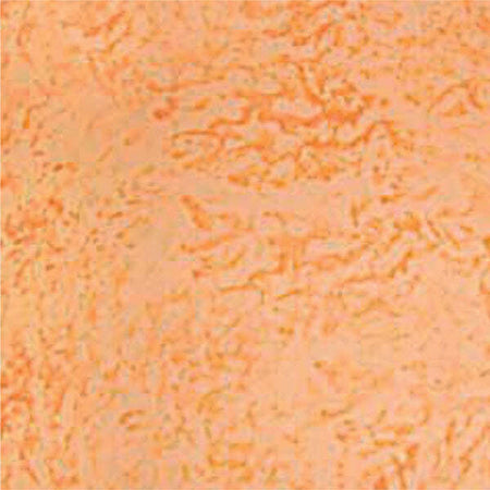 CINGHIALE---SPUGNONE-PER-EFFETTO-SPUGNATO-CM-16x10