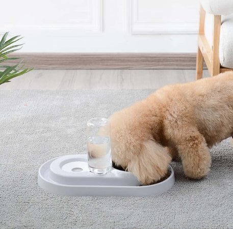 Ciotola In Plastica Per Gatti Cani Piccoli Animali Domestici Per Alimenti Acqua Prodotti per animali > Prodotti per Cani > Ciotole e Biberon Trade Shop italia - Napoli, Commerciovirtuoso.it
