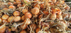 Cipolla Dorata Made in Italy Cipolla Dorata Altopiano Del Fucino Cipolla Coltivata in Abruzzo Da Conservare Al Fresco