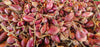 Cipolla Rossa varietà tropea Cipolle Rosse Italiane 100% Made in Italy Cipolle Coltivate in Italia Ovoidali Cipolle Allungate