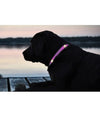 Collare Regolabile Luminoso A Led Per Cani E Gatti Vari Colori E Misure