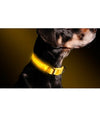 Collare Regolabile Luminoso A Led Per Cani E Gatti Vari Colori E Misure