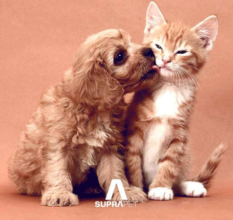 Compresse Aiuto Crescita e sviluppo per Cani e Gatti 30 Compresse SUPRAPET Crescita e Sviluppo - Mangime Multivitaminico con Alga Kelp, Calcio, Ferro, Taurina, Rame e Vitamine A-D3-E-B12-C Supporto In Fase di Allattamento Prodotti per animali domestici/Cani/Accessori per la cura e la salute/Integratori e vitamine/Multivitaminici MyLab Nutrition - Roma, Commerciovirtuoso.it