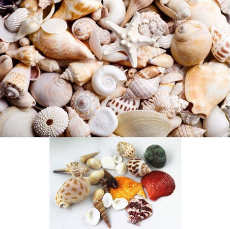 CONFEZIONE CONCHIGLIE MARE VERE ORNAMENTO PER ACQUARIO DECORAZIONI ARREDO Prodotti per animali domestici/Pesci e animali d'acqua/Arredo per acquario/Oggetti Trade Shop italia - Napoli, Commerciovirtuoso.it