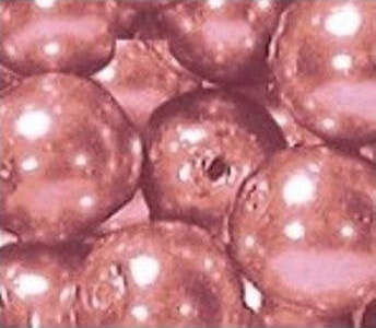 coral-Pink-Renaissance-perle-di-vetro-6-mm-100PK