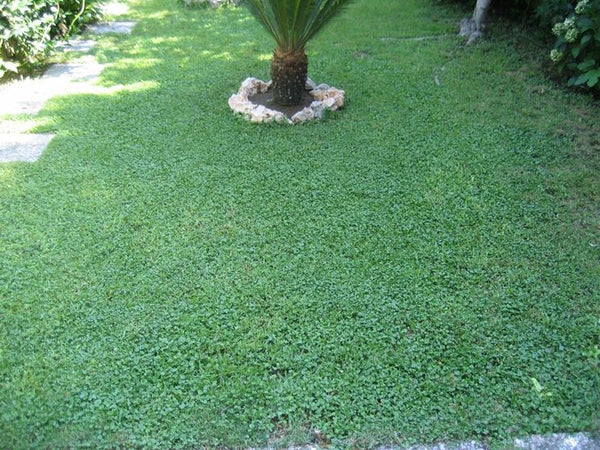 Seme "Dichondra Repens" tappeto erboso a bassa manutenzione quadrifoglio per aiuole