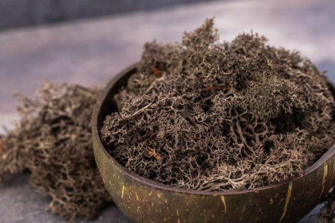 Muschio lichene decorativo per villaggio di Natale e presepe