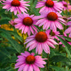 Echinacea-Purpurea-biologica,-90-capsule
