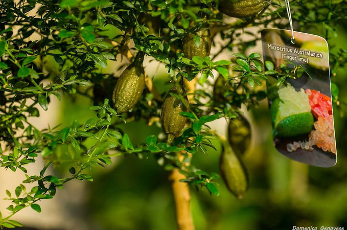 Finger Lime Caviale Di Limone Prodotto In Calabria Italiano Prima Qualità Caviale Di Agrumi Alimentari e cura della casa/Frutta e verdura/Frutta fresca/Agrumi/Limoni Perle di Limone - Marina di Gioiosa Ionica, Commerciovirtuoso.it