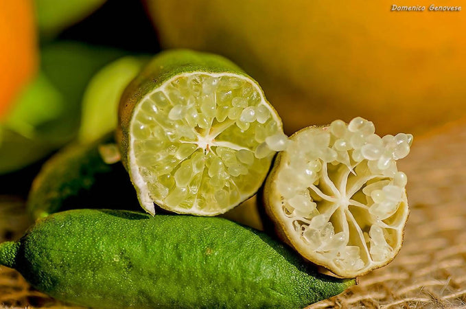 Finger Lime Caviale Di Limone Prodotto In Calabria Italiano Prima Qualità Caviale Di Agrumi Alimentari e cura della casa/Frutta e verdura/Frutta fresca/Agrumi/Limoni Perle di Limone - Marina di Gioiosa Ionica, Commerciovirtuoso.it