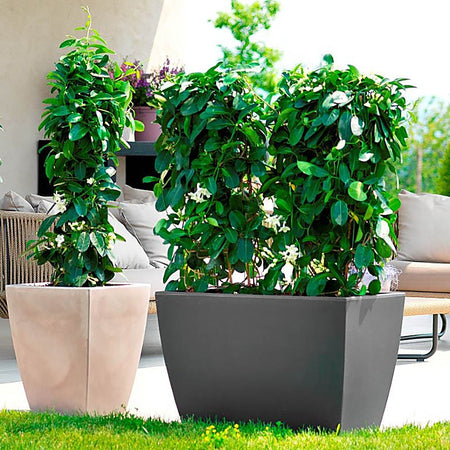 Vaso di design Moderno "Cassa Veneto" Essential da giardino e balcone per fiori e piante