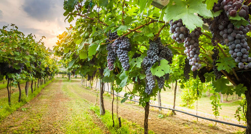 Galleggiante ad olio enologico in acciaio inox per serbatoi e cisterne