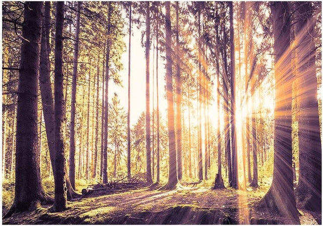 Fotomurale-adesivo-Forest-Afternoon