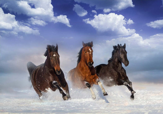 Fotomurale-Horses-in-the-Snow