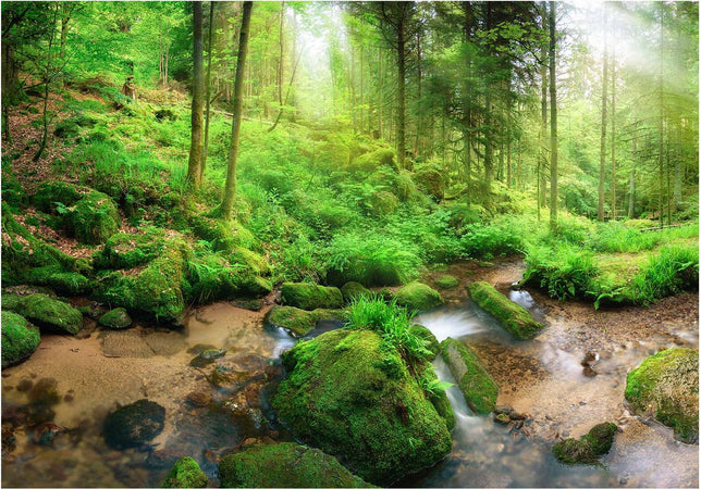 Fotomurale-Humid-Forest
