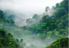 Fotomurale-Morning-Fog