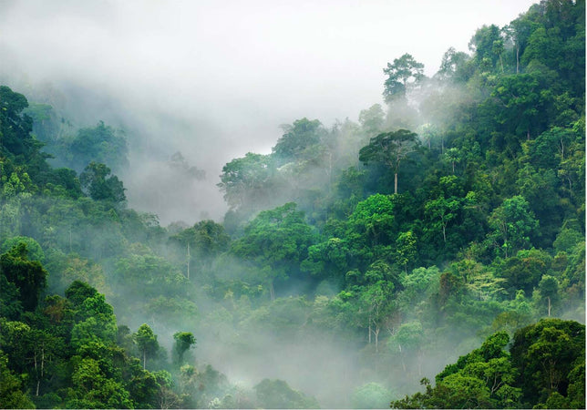 Fotomurale-Morning-Fog
