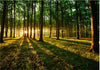 Fotomurale-Mystical-Morning