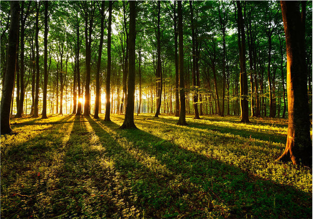 Fotomurale-Mystical-Morning