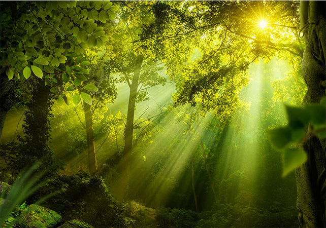 Fotomurale-Nella-foresta-misteriosa