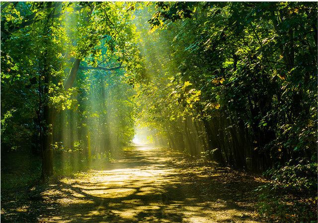 Fotomurale-Road-in-Sunlight