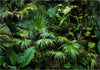 Fotomurale-Sunny-Jungle