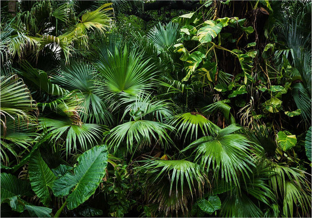 Fotomurale-Sunny-Jungle