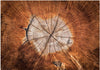 Fotomurale-The-Soul-of-a-Tree
