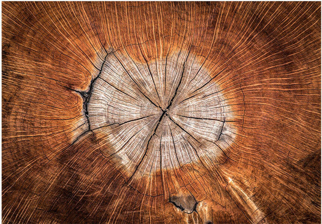 Fotomurale-The-Soul-of-a-Tree