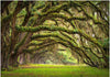 Fotomurale-Tree-embrace