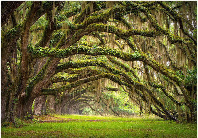 Fotomurale-Tree-embrace