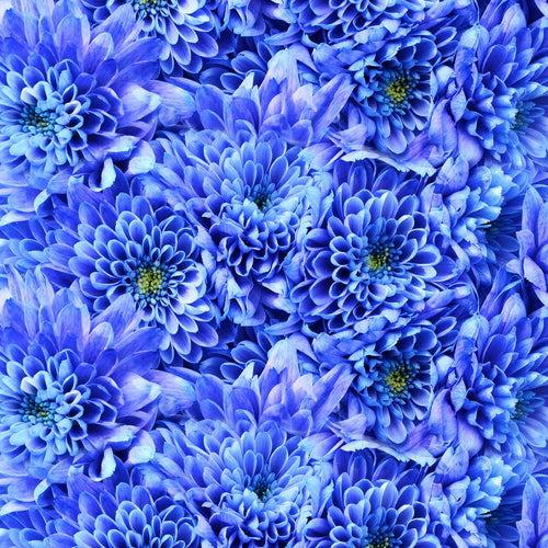 Foulard Donna Fantasia - cod. 233 Cannadibambù