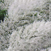 Ghirlanda di Abete per albero di Natale, decorazione natalizia da 180 cm Casa e cucina/Decorazioni per interni/Addobbi e decorazioni per ricorrenze/Decorazioni natalizie/Orpelli e festoni MagiediNatale.it - Altamura, Commerciovirtuoso.it