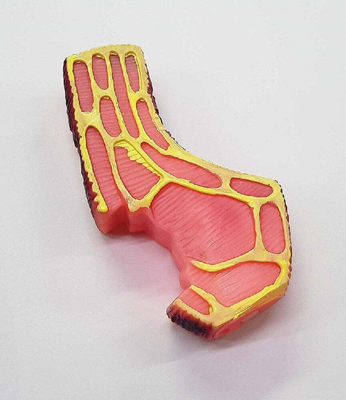 Gioco Bistecca Rosa Suono Stridulo In Plastica Cani Cane Masticare Denti Animali Prodotti per animali domestici/Cani/Giocattoli/Giochi da masticare Trade Shop italia - Napoli, Commerciovirtuoso.it