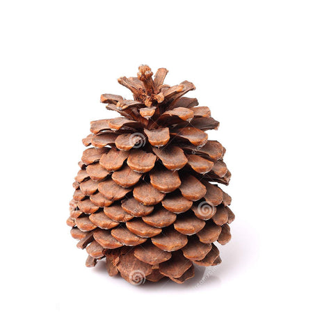 Pigna per albero di natale 300 g decorazione natalizia da 8 cm