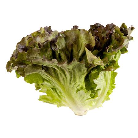 Semi di lattuga "Canasta"  piante per orto e giardino coltivazione domestica e professionale