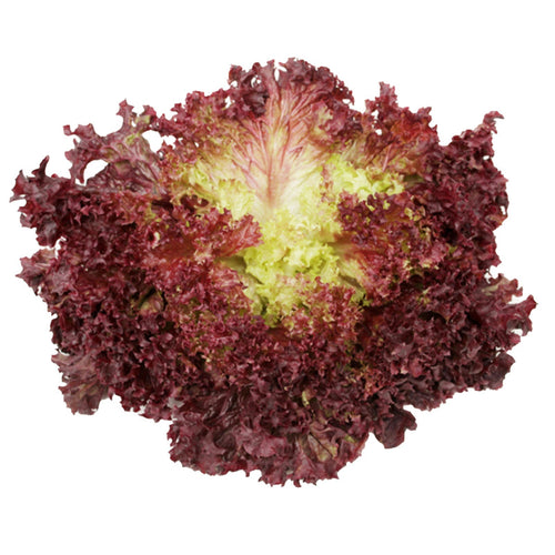 Semi di lattuga Lollo Rossa  piante per orto e giardino coltivazione domestica e professionale