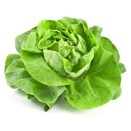 Semi di lattuga "Regina d'estate 3"  piante per orto e giardino coltivazione domestica e professionale