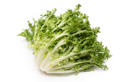 Semi di invidia Scarola cardoncello barese piante per orto e giardino coltivazione domestica e professionale