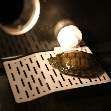 ISOLA GALLEGGIANTE PLASTICA CON VENTOSA PIATTAFORMA TARTARUGHE RETTILI ACQUARIO Prodotti per animali domestici/Rettili e anfibi/Arredi per habitat/Rocce Trade Shop italia - Napoli, Commerciovirtuoso.it