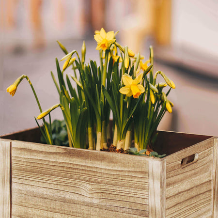 JAXSON---set-di-4-cassette-in-legno-Marrone-Milani-Home