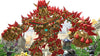 KNACK-2-PS4-PL