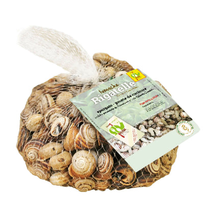 LUMACHE RIGATELLE da Gastronomia Eobania Vermiculata Spurgate Pronte da Cucinare 100% Italiane