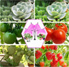 Lampada Da Coltivazione Piante A Led 80 Led Flessibile Serra Coltura Idroponica Articoli da Giardino > Illuminazione da esterno > Lampade per esterno Trade Shop italia - Napoli, Commerciovirtuoso.it