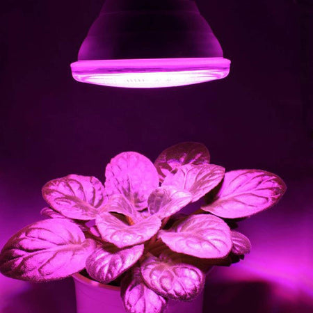 Lampadina Led Lampada 10w 5 Led Per Coltivazione Piante Fiori Idroponica E27 Giardino e giardinaggio/Giardinaggio/Serre e attrezzature per la germinazione/Illuminazione/Impianti per coltivazione indoor Trade Shop italia - Napoli, Commerciovirtuoso.it