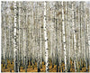 LegendArte Stampa su Tela Bosco di Betulle 80x100 cm Casa e cucina/Decorazioni per interni/Arte/Poster e stampe Scontolo.net - Potenza, Commerciovirtuoso.it
