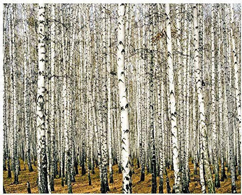 LegendArte Stampa su Tela Bosco di Betulle 80x100 cm Casa e cucina/Decorazioni per interni/Arte/Poster e stampe Scontolo.net - Potenza, Commerciovirtuoso.it