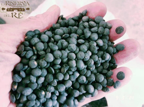 Lenticchia-nera-Biologica-di-Monreale
