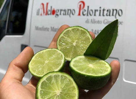 Lime Siciliano Fresco La Vallette Lime Fresco In Box Il Melograno Peloritano
